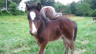 Budweiser 2 week old Colt Eating Horse Poop [upl. by Bachman335]