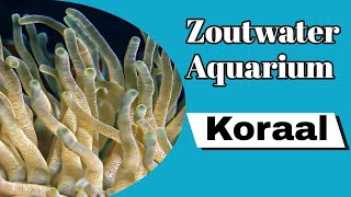 ZOUTWATER AQUARIUM koralen  voeren van koralen  onderhoud bij koralen  Aquarium Sunshine Valley [upl. by Zohar]