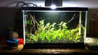 Stabilizing Your Dirted Aquarium [upl. by Suzan]