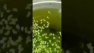 Easy how to multiply your Daphnia culture and build a healthy colony [upl. by Pacifica]