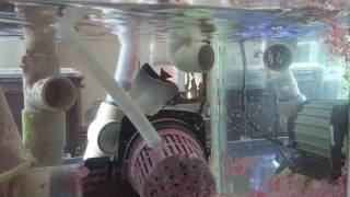 Chaetodon larvatus Feeding Video [upl. by Orlan]