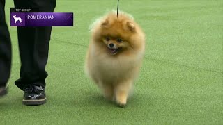 Pomeranians  Breed Judging 2023 [upl. by Materse]