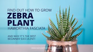 How to take care of Haworthia fasciata quotZebra Plantquot [upl. by Wendin]