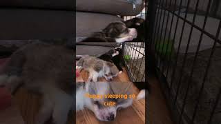 Puppies sleeping puppies puppy natureytshorts youtube [upl. by Thorlie141]