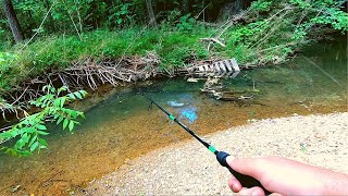 Action Packed Small Creek Fishing [upl. by Nagiam]