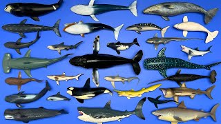 Sharks and Whales Whale Shark Orca Great White Shark Humpback Whale Mako Shark Etc MN074 [upl. by Wheelwright]