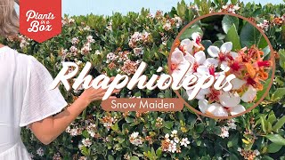 Plant tour Rhaphiolepis Snow Maiden [upl. by Ricoriki]