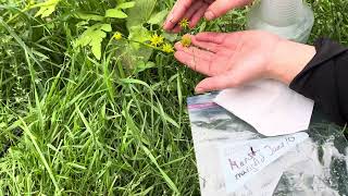 How to harvest Marsh Marigold Caltha palustris seeds [upl. by Kinimod]