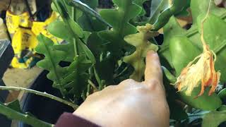 Repotting My Overgrown Ric Rac Cactus [upl. by Itnava]