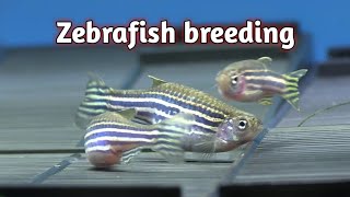 Zebrafish breeding in tamil  Zebra Danio [upl. by Nanette]