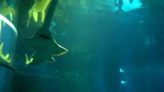 Green Sawfish at The Deep [upl. by Kindig]