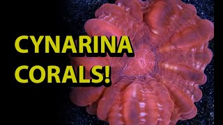 Cynarina Ccoral \\ How To Care For One The Coolest amp Unusual LPS Corals [upl. by Adest136]