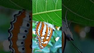 Common Sergeant butterfly Athyma perius Nymphalidae [upl. by Adnilemre]