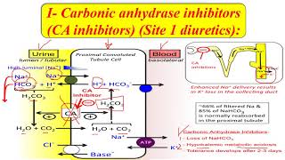 Lecture 3 Part 1 Antihypertensive drugs Diuretics Karmalawy [upl. by Austine]