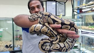 Ball Pythons at Karnataka Aquarium [upl. by Chellman]