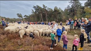 Schaapskudde van de Lemelerberg ingehaald [upl. by Nnednarb]