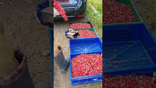 harvesting lingonberry cranberry [upl. by Downing427]