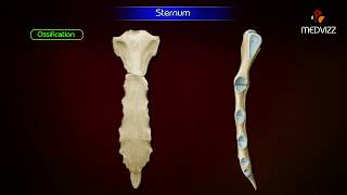 Sternum ‎Anatomy  Osteology  Animation  Parts  Location  Attachments and Clinical correlation [upl. by Enitnelav980]