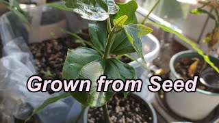 Growing Candlenut Trees from Seed  Tips and Tricks [upl. by Batty]