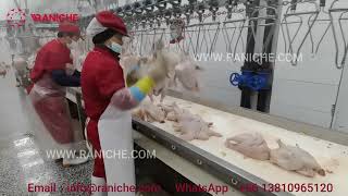 Chicken slaughterhouse 13500BHP processing line manual evisceration area [upl. by Cheyney777]