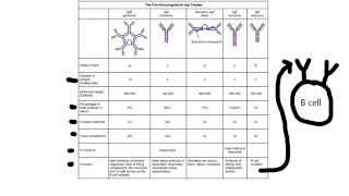 Immunology2Antibodies and Antigens Classes of Antibodies Epitopes [upl. by Nac]