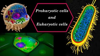 Prokaryotic cells and Eukaryotic cells [upl. by Olsen]