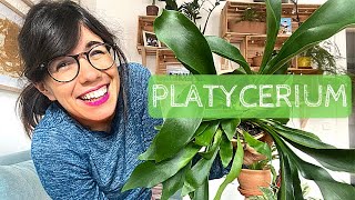 PLATYCERIUM BIFURCATUM  staghorn fern indoor care [upl. by Ylurt]