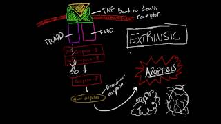 Activating Apoptosis Extrinsic Pathway Made Ridiculously Simple [upl. by Are]