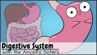 Digestive System [upl. by Lowis39]