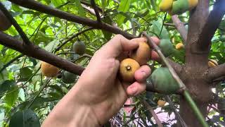 Achachairu Achacha fruiting in South Florida Garcinia not Humilis [upl. by Campman606]