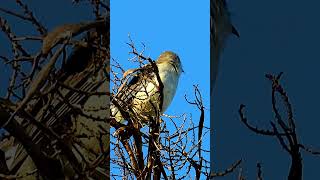 Mockingbird Singing [upl. by Costello]