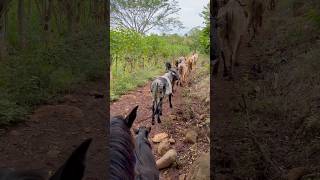 Todo lo que caminaron las vacas sortsvideo [upl. by Sivek]