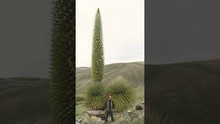 Puya raimondii in Bromeliad Family Bromeliaceae Largest species inflorescences 15 m in height [upl. by Ingemar]