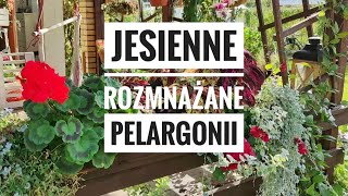 Rozmnażanie pelargonii jesieniąKwiaty w ogrodzie Ulubione kwiaty doniczkowe i na taras  Kasia in [upl. by Iohk]