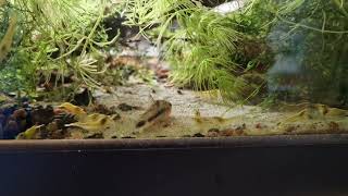 Corydoras habrosus and his yellow army [upl. by Gautea]