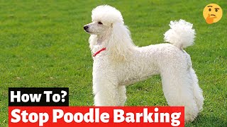 How to Get a Poodle to Stop Barking  Poodle Behavioral Problems [upl. by Ognimod]