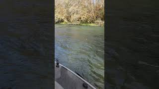 Steelhead fishing with Olympic Peninsula Guide in Forks Washington steelhead salmon fishing [upl. by Humfrey725]