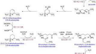 Biosynthesis  Wikipedia audio article [upl. by Ahcurb]