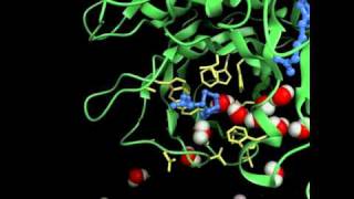 Molecular Dynamics Simulation of BiotinStreptavidin Complex [upl. by Zanahs849]