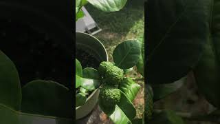 Kaffir Lime Tree [upl. by Yehs207]