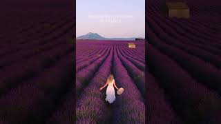 Wonderful places in the world subscribe lavender france travel naturelovers ytshorts views [upl. by Ticon]