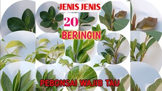 MENGENAL JENIS JENIS BERINGIN UNTUK BAHAN BONSAI [upl. by Mas920]