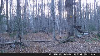 2024 November Trail Cam Captures [upl. by Alyk]