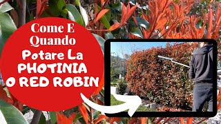 Photinia Red Robin  Come E Quando POTARE LA SIEPE Di Photinia [upl. by Nnayd244]