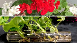 Geranium Propagation New And Effective Method [upl. by Lladnyk455]