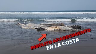 En la Costa Salvadoreña aparece extraña creatura del océano [upl. by Runstadler980]