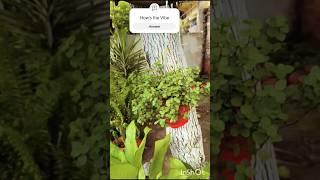 Hanging Calisia Plants garden flowergarden flower gardendesign gardening gardenideas flower [upl. by Quirk980]