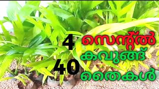 നാല് സെന്റിൽ നാൽപത് കവുങ്ങ് അടക്ക തൈകൾ കൃഷി ചെയ്യുന്ന വിധം🌱🌱🌱 [upl. by Avek812]