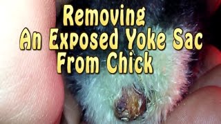 Removing An Exposed Yoke Sac From A Chick [upl. by Haggerty]