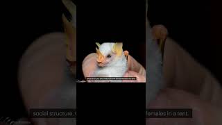 cute Honduran White Bat rareanimals [upl. by Maren]